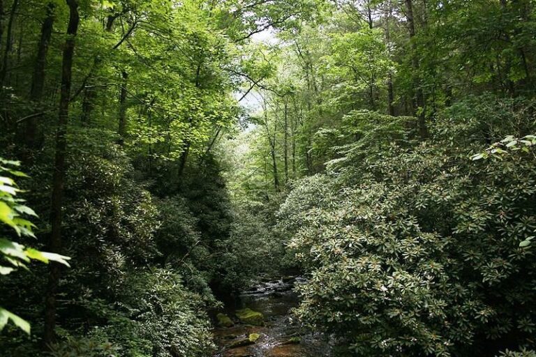16188 Chatooga River 1 768x512