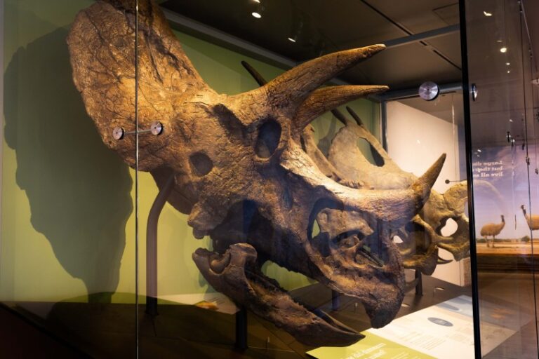 Dino Hall Triceratops1 768x512