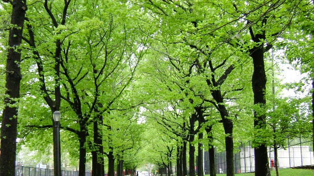 Lincoln Terrace Arthur S. Somers Park